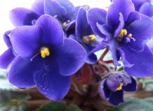 Viola - Фиалка