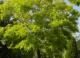 Robinia pseudoacacia Frisia - акация золотистая