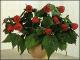 Абутилон - Abutilon