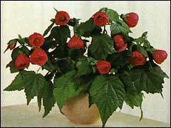 Абутилон - Abutilon