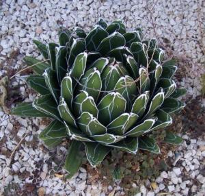 Agave-Агава