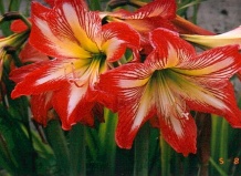 Амариллис - Amaryllis