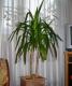 Yucca - Юкка