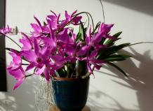 Laelia - Лелия