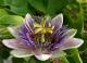 Passiflora edulis - Маракуя