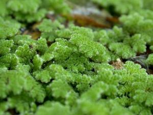 Azolla - Азолла