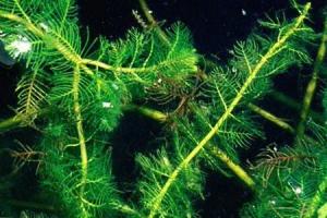 Myriophyllum spicatum - уруть колосистая