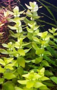 Bacopa caroliniana - бакопа каролинская
