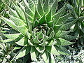 Aloe - Алоэ