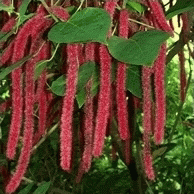 Acalypha - Акалифа