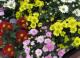 Chrysanthemum - Хризантема