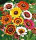 Chrysanthemum carinatum Schousb - Хризантема килеватая