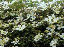 Сlematis montana - Клематис горный