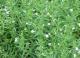 Gratiola officinalis - Авран лекарственный