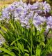 Agapanthus - Агапантус