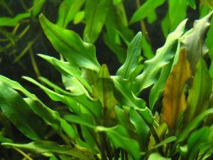 Cryptocoryne lutea - Криптокорина желтая