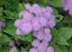 Ageratum - Агератум
