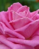 Фотография роза 4