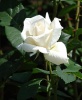 Фотография роза 5