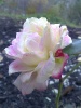Фотография роза 2