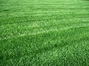 Фотография газон
