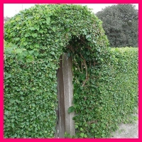 Вьющиеся растения фото